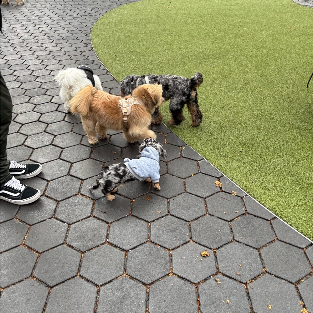 Amazon Gray Dog Hoodie for Small Breeds - Picture 7 of 7
